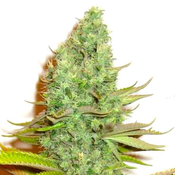 Sensation Victory (Sensation Seeds) Feminiserade