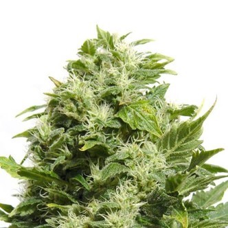 Cheese (Sensation Seeds) feminiserade cannabisfr&ouml;n