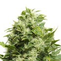 Cheese (Sensation Seeds) Feminiserade