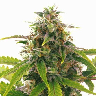 Sensation Haze Auto (Sensation Seeds) feminiserade