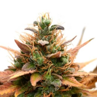 Medijuana CBD (Sensation Seeds) feminiserade