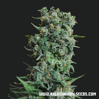 Kalashnikov Original (Kalashnikov Seeds) Feminiserade