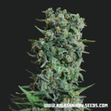 Kalashnikov Original (Kalashnikov Seeds) Feminiserade