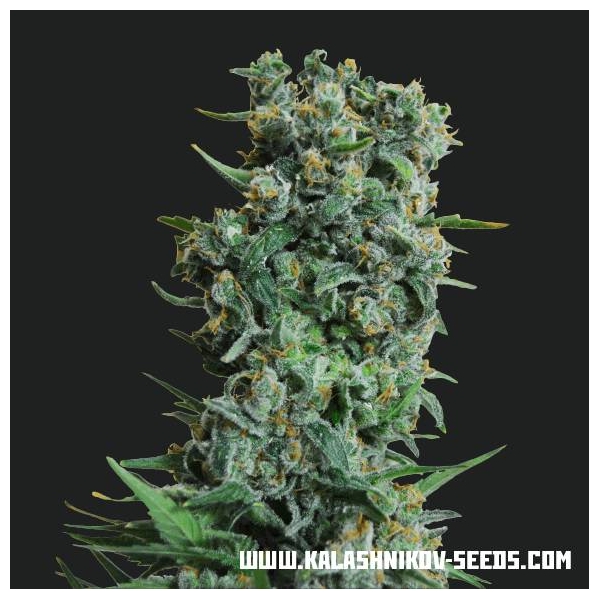 Kalashnikov Original (Kalashnikov Seeds) Feminiserade