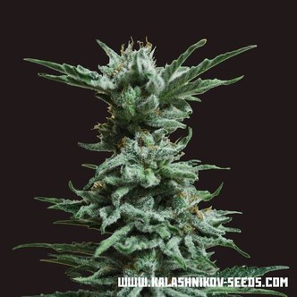 AK Skunk (Kalashnikov Seeds) feminiserade cannabisfr&ouml;n
