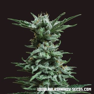 AK Skunk (Kalashnikov Seeds) Feminiserade