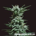 AK Skunk (Kalashnikov Seeds) Feminiserade