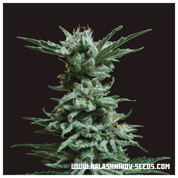 AK Skunk (Kalashnikov Seeds) Feminiserade