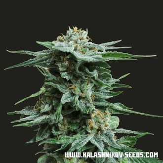AK Kush (Kalashnikov Seeds) Feminiserade