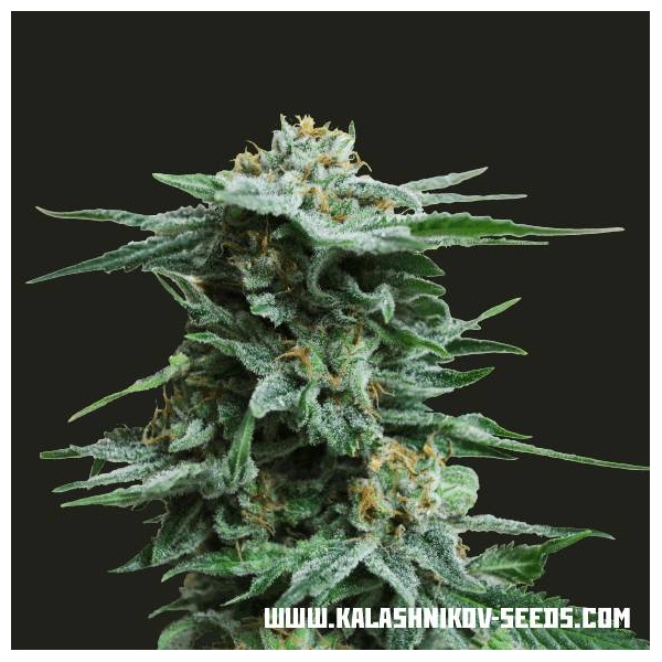 AK Kush (Kalashnikov Seeds) Feminiserade