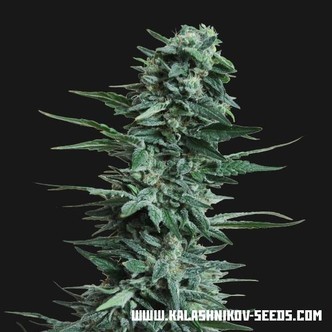 Kubanskiy Ubiyza (Kalashnikov Seeds) feminiserade