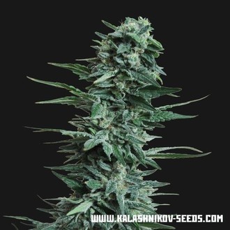 Kubanskiy Ubiyza (Kalashnikov Seeds) Feminiserade