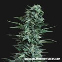 Kubanskiy Ubiyza (Kalashnikov Seeds) Feminiserade