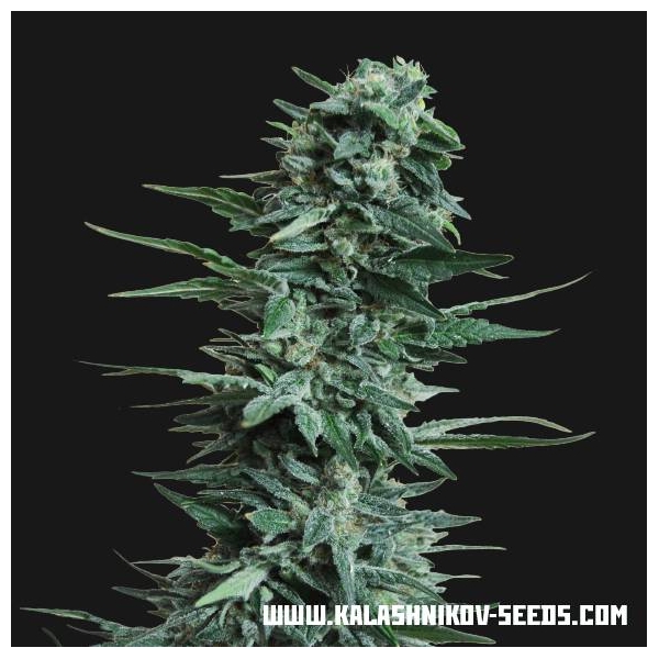 Kubanskiy Ubiyza (Kalashnikov Seeds) Feminiserade