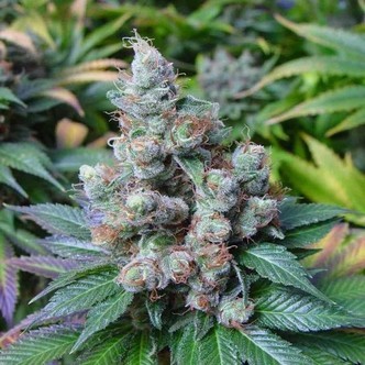 SomaRi (Soma Seeds) feminiserade