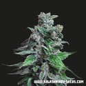 Moscow Blueberry (Kalashnikov Seeds) Feminiserade