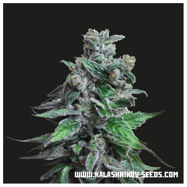 Moscow Blueberry (Kalashnikov Seeds) Feminiserade
