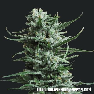 Siberian Haze (Kalashnikov Seeds) feminiserade