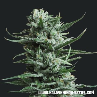 Siberian Haze (Kalashnikov Seeds) Feminiserade