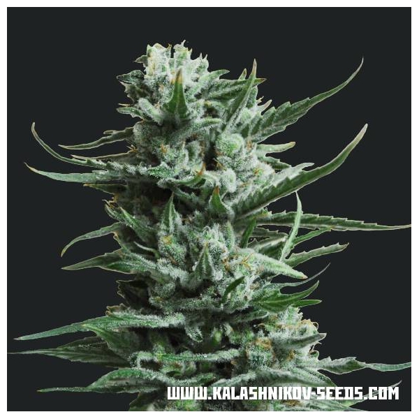 Siberian Haze (Kalashnikov Seeds) Feminiserade