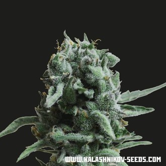 White Widow 47 (Kalashnikov Seeds) Feminiserade