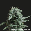 White Widow 47 (Kalashnikov Seeds) Feminiserade