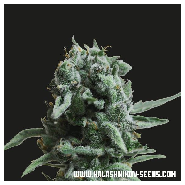 White Widow 47 (Kalashnikov Seeds) Feminiserade