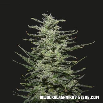 Amnesia Molotov (Kalashnikov Seeds) feminiserade cannabisfr&ouml;n