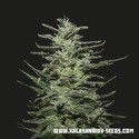 Amnesia Molotov (Kalashnikov Seeds) Feminiserade