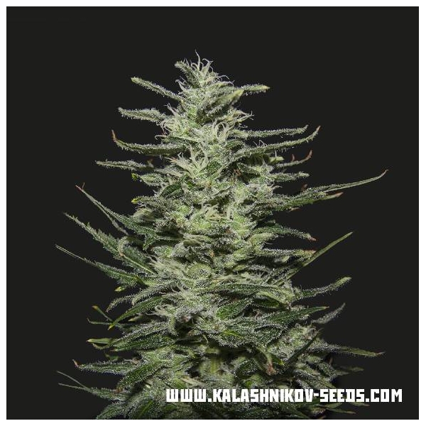 Amnesia Molotov (Kalashnikov Seeds) Feminiserade