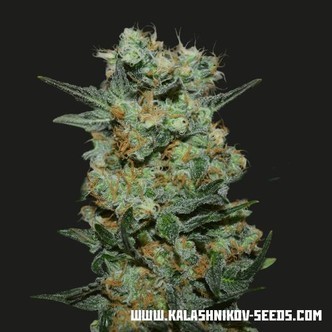Baikal Express (Kalashnikov Seeds) feminiserad