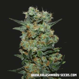 Baikal Express (Kalashnikov Seeds) Feminiserade
