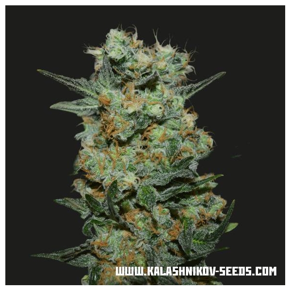 Baikal Express (Kalashnikov Seeds) Feminiserade