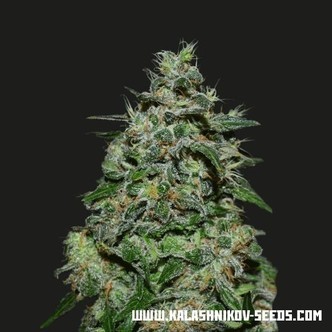 AK Kush Express (Kalashnikov Seeds) feminiserade cannabisfr&ouml;n