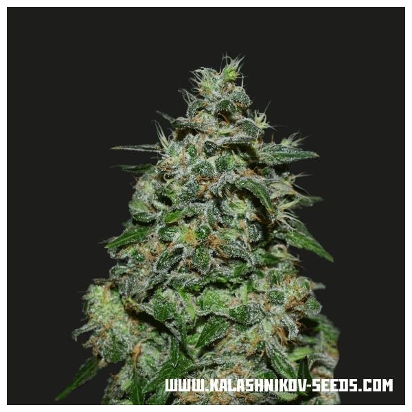 AK Kush Express (Kalashnikov Seeds) Feminiserade