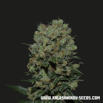 Kalashnikov Express (Kalashnikov Seeds) feminiserade