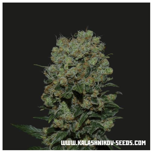 Kalashnikov Express (Kalashnikov Seeds) Feminiserade