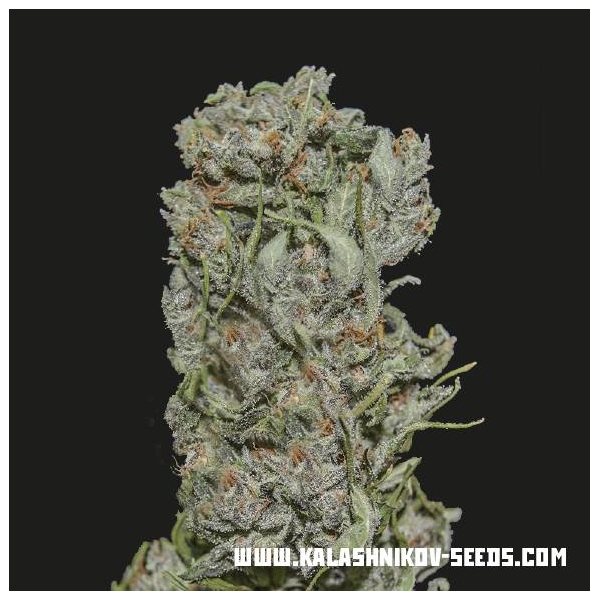 White Critical Express (Kalashnikov Seeds) Feminiserade