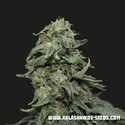Kabul Express (Kalashnikov Seeds) Feminiserade