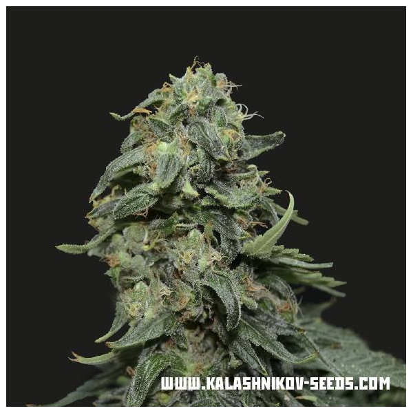 Kabul Express (Kalashnikov Seeds) Feminiserade