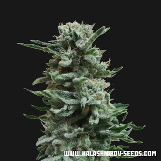 AK Skunk Auto (Kalashnikov Seeds) Feminiserade