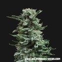 AK Skunk Auto (Kalashnikov Seeds) Feminiserade