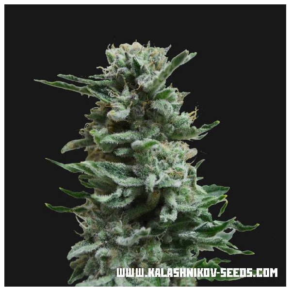 AK Skunk Auto (Kalashnikov Seeds) Feminiserade