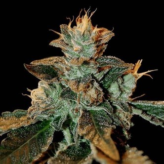 Cataract Kush (DNA Genetics) feminiserade cannabisfr&ouml;n