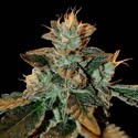 Cataract Kush (DNA Genetics) Feminiserade