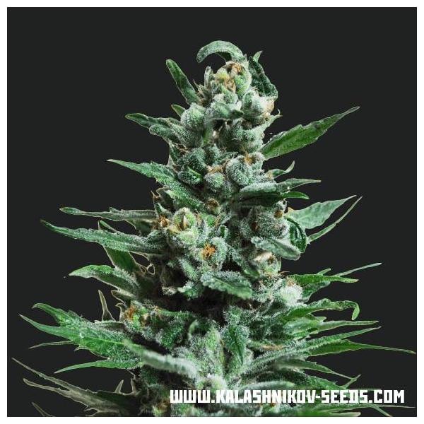 Moscow Blueberry Auto (Kalashnikov Seeds) Feminiserade
