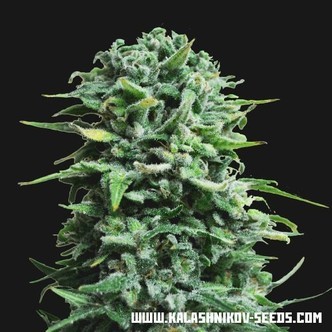 Siberian Haze Auto (Kalashnikov Seeds) feminiserade