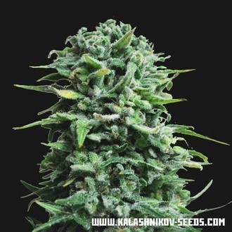 Siberian Haze Auto (Kalashnikov Seeds) Feminiserade