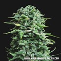 Siberian Haze Auto (Kalashnikov Seeds) Feminiserade