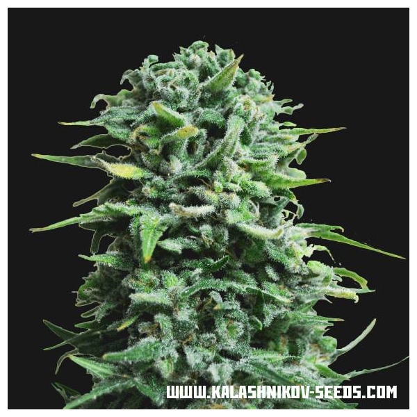 Siberian Haze Auto (Kalashnikov Seeds) Feminiserade